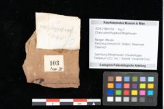 Foto (Objekt + Etikett) von Chana parschlugiana Ettingshausen (NHMW-GEO-2024-0188-0103)